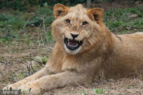 微笑小动物最新爆料,揭秘娱乐圈幕后真相 第1张 微笑小动物最新爆料,揭秘娱乐圈幕后真相 第1张